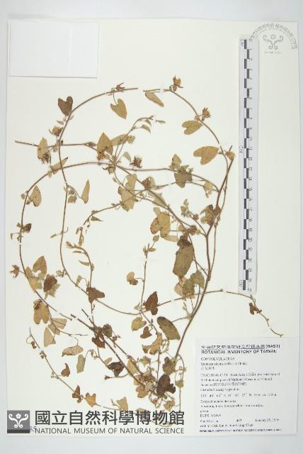 白花牽牛藏品圖，第1張