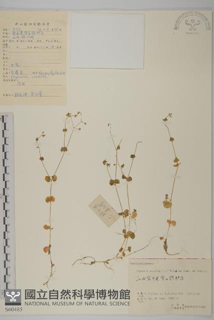 荷蓮豆藏品圖，第1張