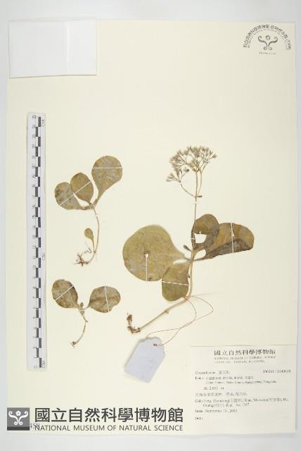 登錄號:S140485藏品圖，第1張