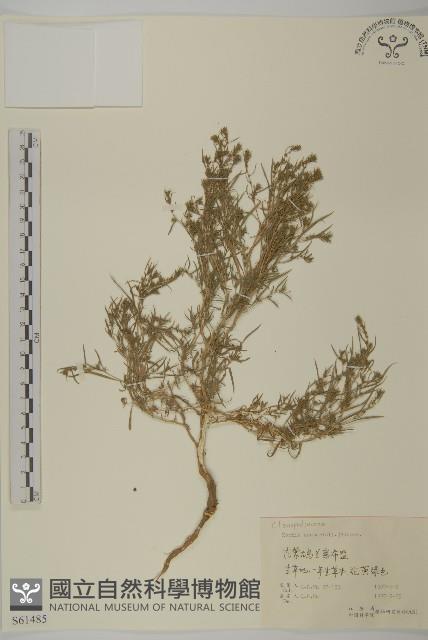 地膚、掃手草藏品圖，第1張