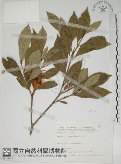 山黃梔藏品圖，第1張