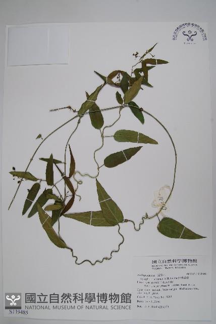 台灣鷗蔓藏品圖，第1張