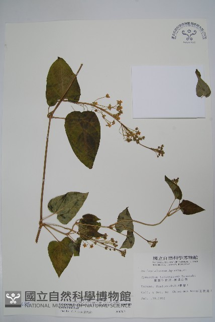 薄葉牛皮消藏品圖，第1張