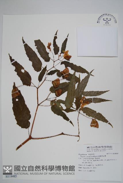 臺灣秋海棠藏品圖，第1張