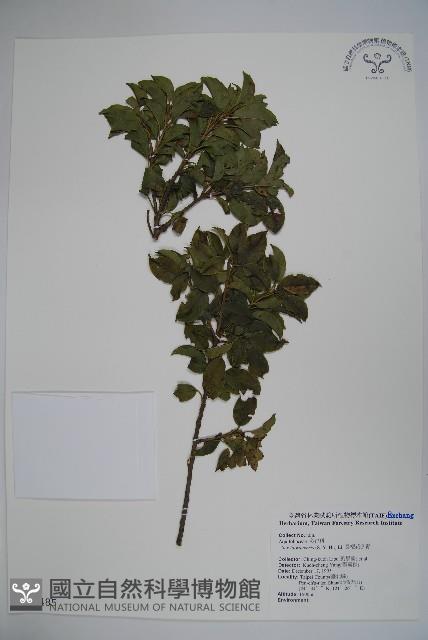 長梗花冬青藏品圖，第1張