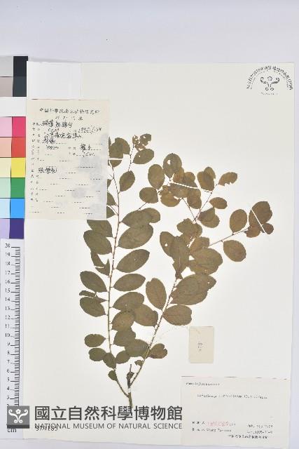 葉底珠、市蔥密花葉底珠藏品圖，第1張