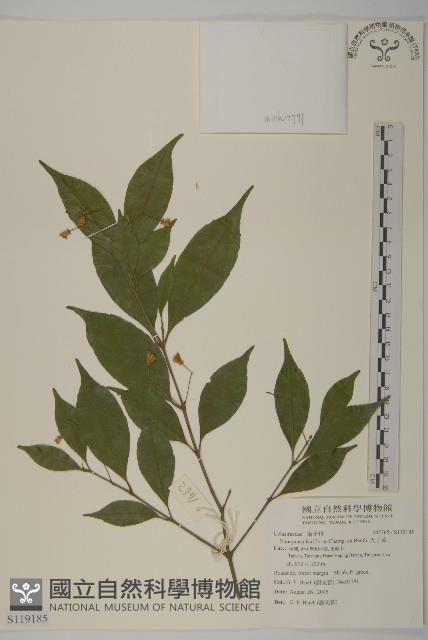 大丁黃藏品圖，第1張