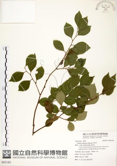 內苳子藏品圖，第1張