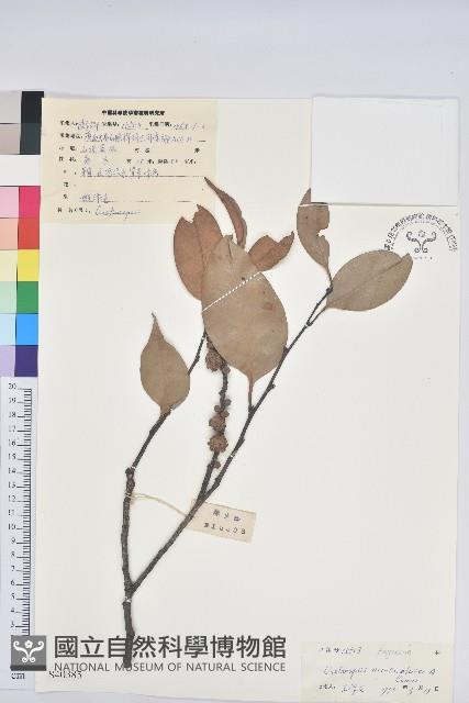 湄公栲藏品圖，第1張