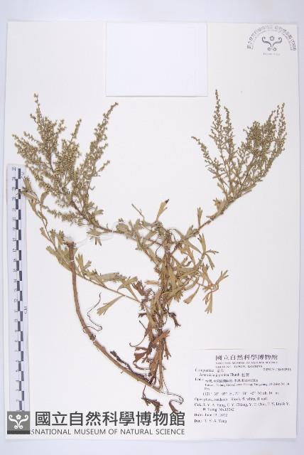 牡蒿藏品圖，第1張