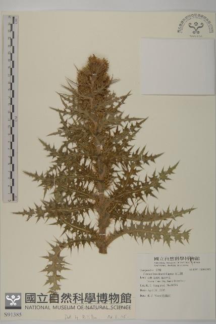 阿里山薊藏品圖，第1張