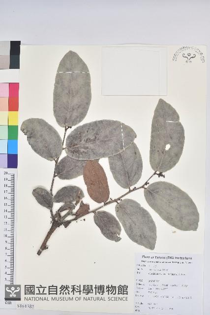 錫蘭饅頭果，香港饅頭果，大葉饅頭果，香港算盤子藏品圖，第1張