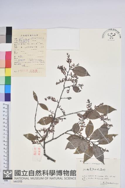 米飯花藏品圖，第1張