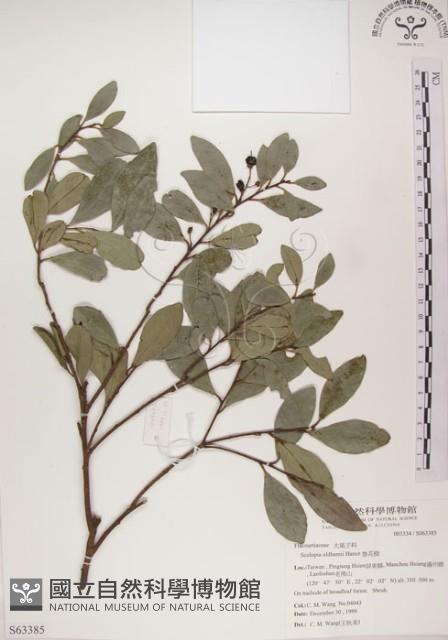 魯花樹藏品圖，第1張