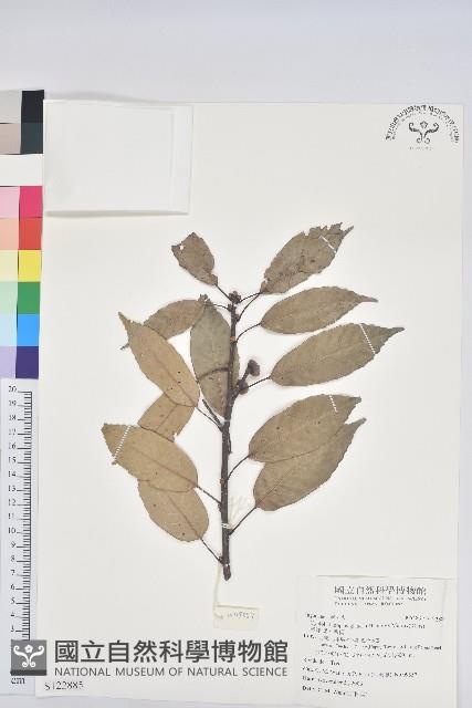 青剛櫟、鐵椆藏品圖，第1張