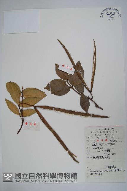 紫花絡石藏品圖，第1張