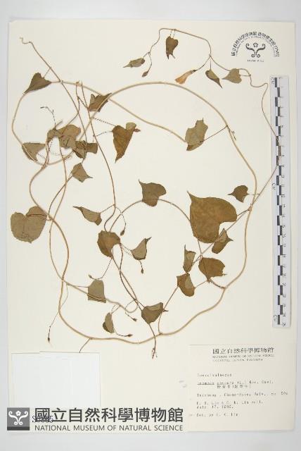 野牽牛藏品圖，第1張