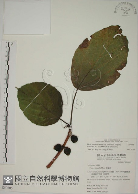 蘭嶼落葉榕藏品圖，第1張