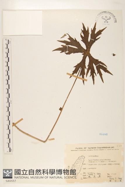 高山破傘菊藏品圖，第1張