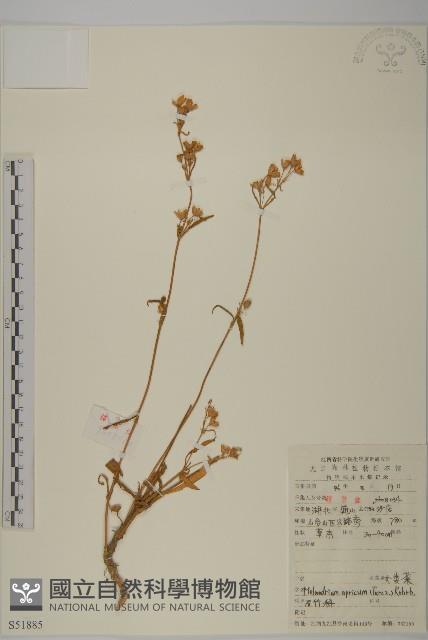 桃色女婁菜藏品圖，第1張