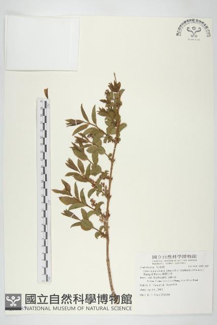 臺灣馬桑藏品圖，第1張