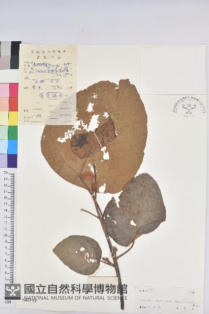 中平樹藏品圖，第1張