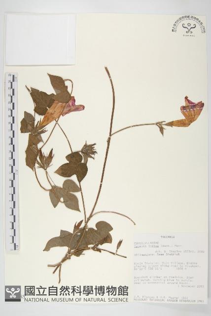 銳葉牽牛藏品圖，第1張