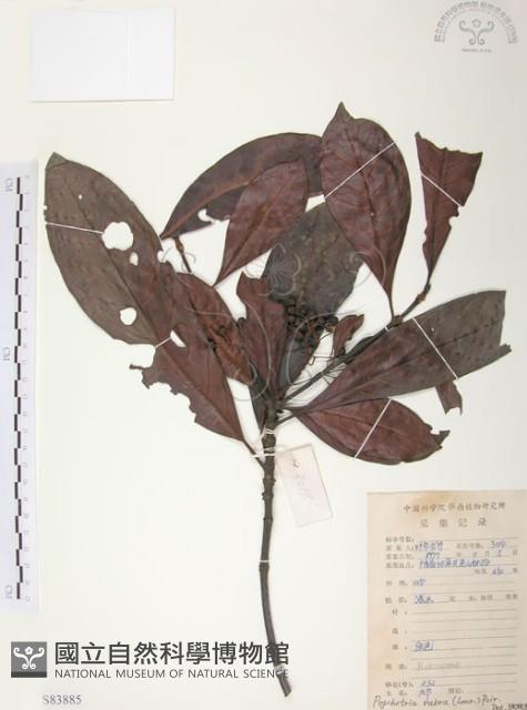 九節木、牛屎烏、青龍吐霧藏品圖，第1張