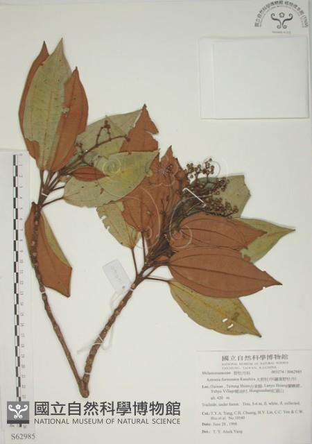 大野牡丹藏品圖，第1張