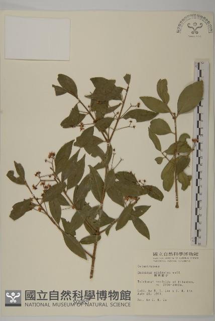 刺果衛矛藏品圖，第1張