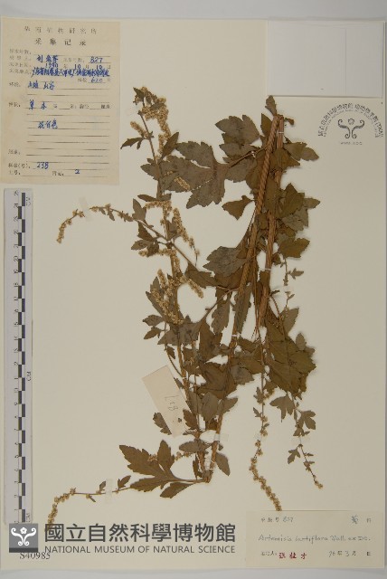 角菜、珍珠菜藏品圖，第1張