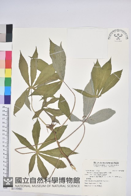 樹薯、木薯藏品圖，第1張