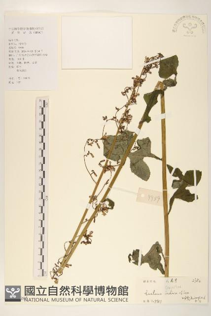鵝仔草藏品圖，第1張