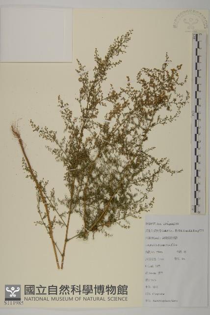 青蒿藏品圖，第1張