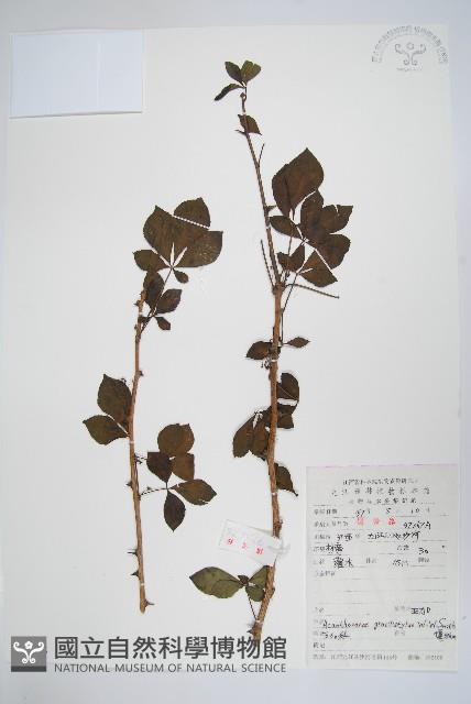 五加藏品圖，第1張