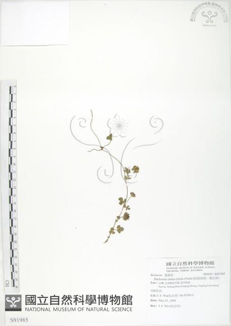 蛇莓、地莓、龍吐珠藏品圖，第1張