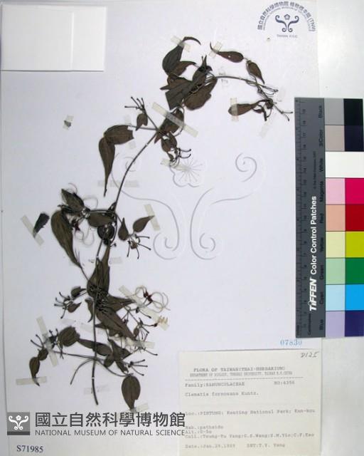 臺灣鐵線蓮藏品圖，第1張