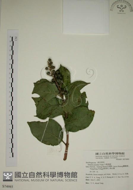 大葉溲疏藏品圖，第1張