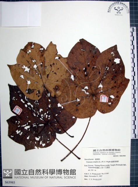 梧桐藏品圖，第1張