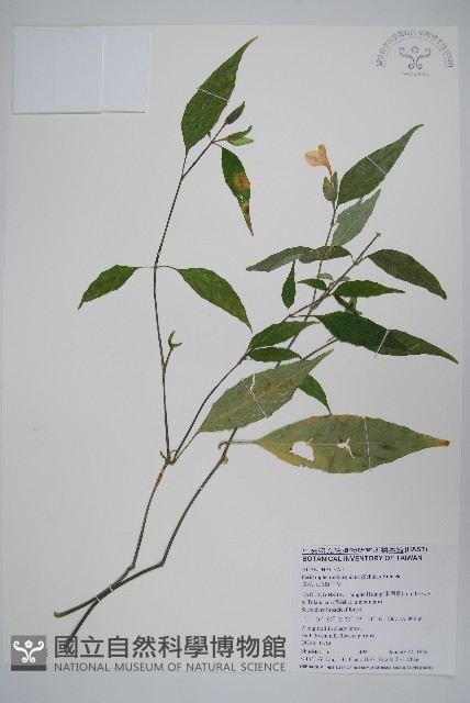長花九頭獅子草、山藍藏品圖，第1張