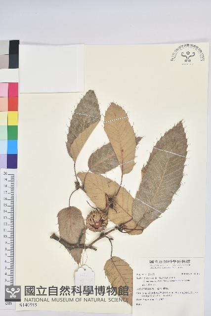 登錄號:S140585藏品圖，第1張