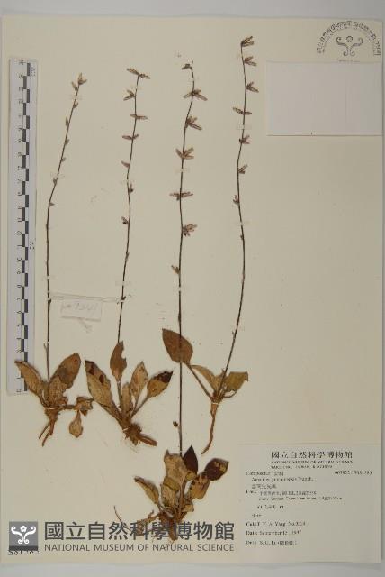 雲南兔兒風藏品圖，第1張