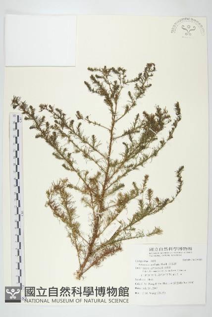 茵蔯蒿藏品圖，第1張