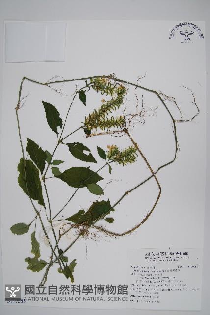 臺灣明萼草藏品圖，第1張