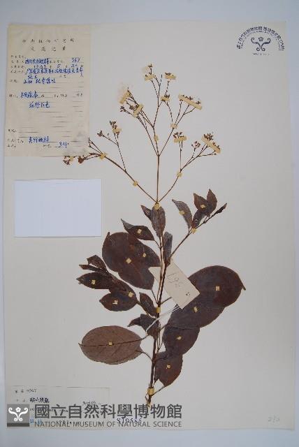 酸藤藏品圖，第1張