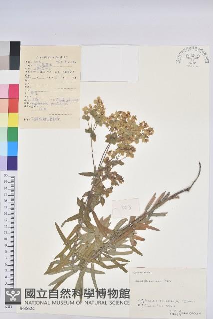 大戟藏品圖，第1張