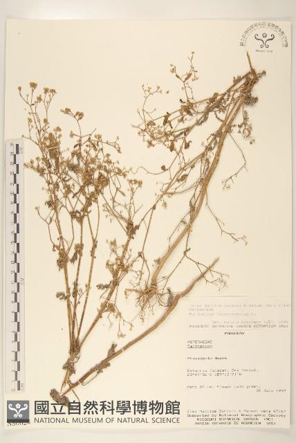 銀膠菊藏品圖，第1張