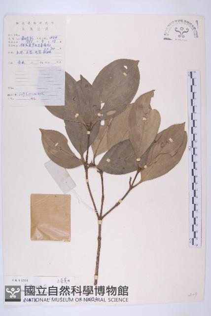 香港四照花藏品圖，第1張