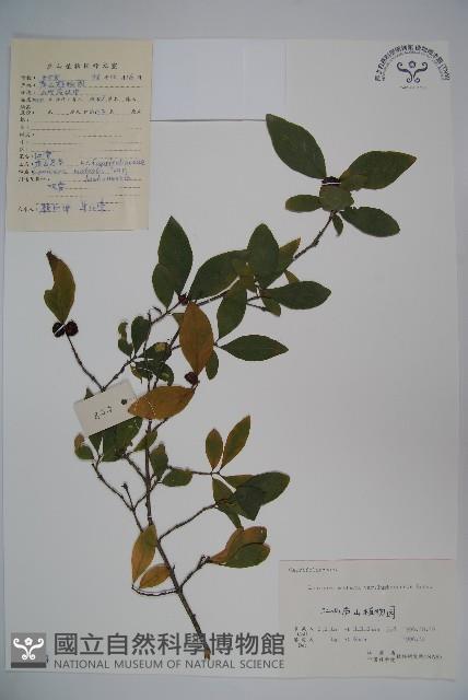 廬山忍冬藏品圖，第1張