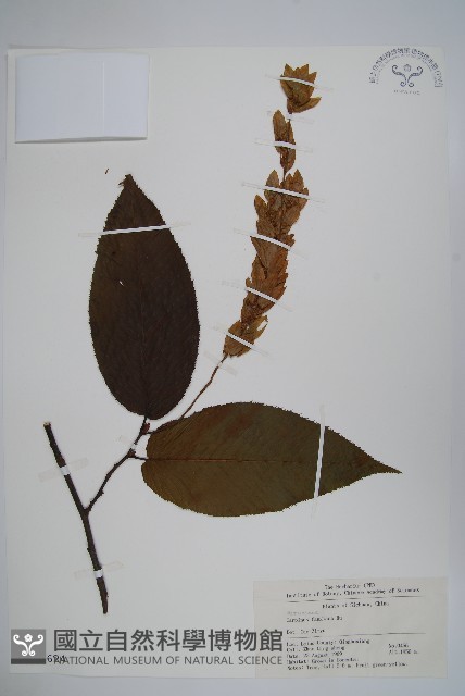 川黔千金榆藏品圖，第1張
